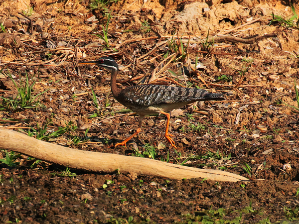 398 Sun Bittern 70D4661