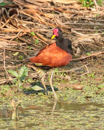 399 Wattled Jacana 70D4655