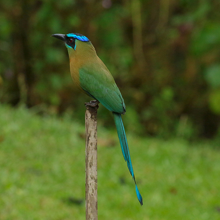 001 Blue-crowned Motmot 70D8009