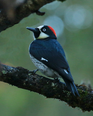 004 Acorn Woodpecker 70D7735