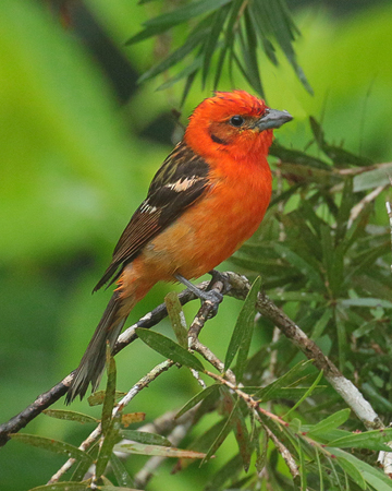 006 Flame Tanager 70D7959