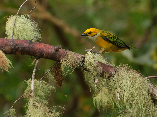 008 Silver-throated Tanager 70D7772