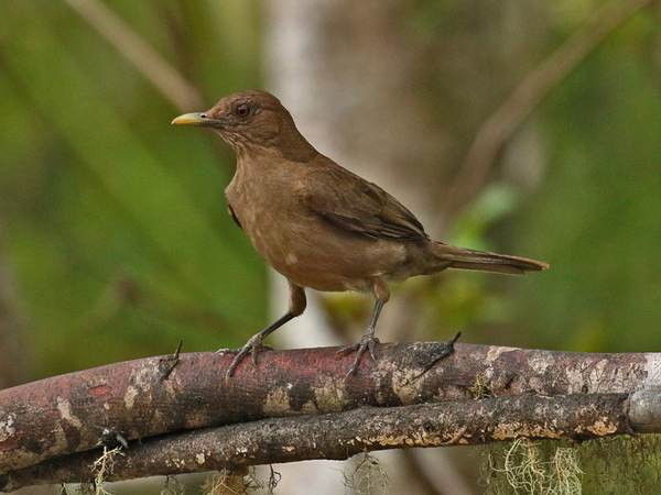 009 Brown Robin 70D7774