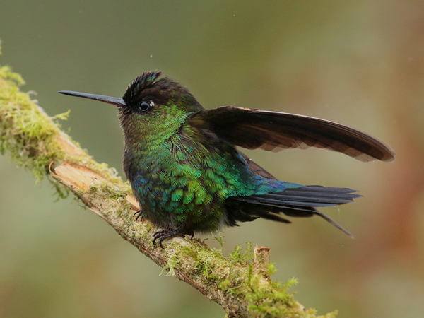 012 Fiery Throated Hummingbird 70D8125