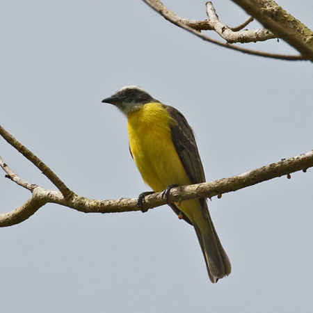 013 Kiskadee 70D7780