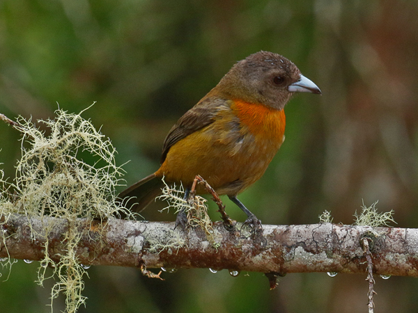 015 Female Cherrie's Tanager 70D7952