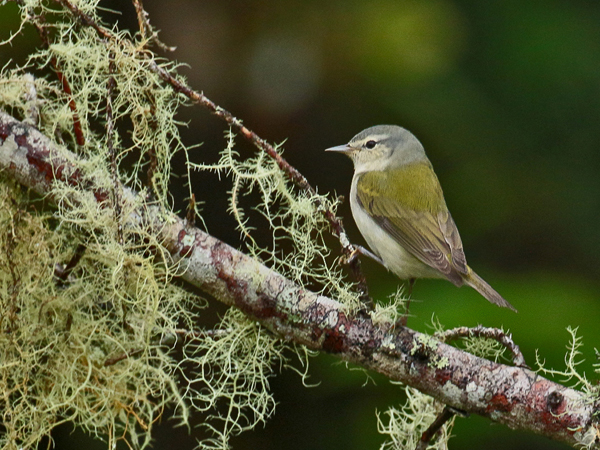 018 Tennessee Warbler 70D8032