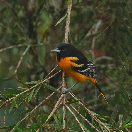 023 Male Oriole 70D7973