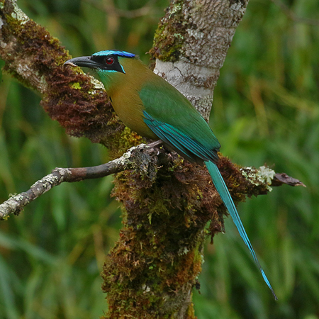 024 Blue-crowned Motmot 70D8018