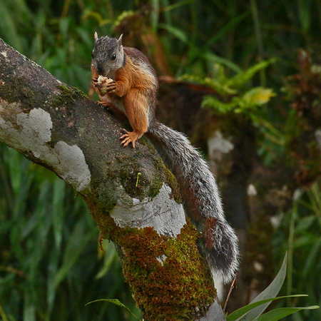 025 Brazilian Squirrel 70D8076