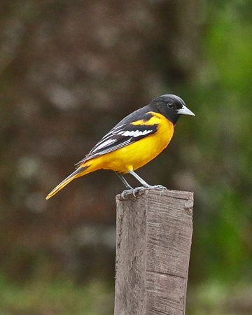 026 Oriole 70D7839