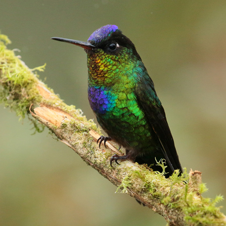 027 Fiery Throated Hummingbird 70D8126