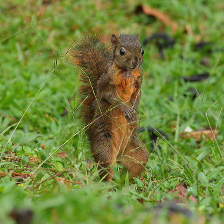 032 Brazilian Squirrel 70D7997