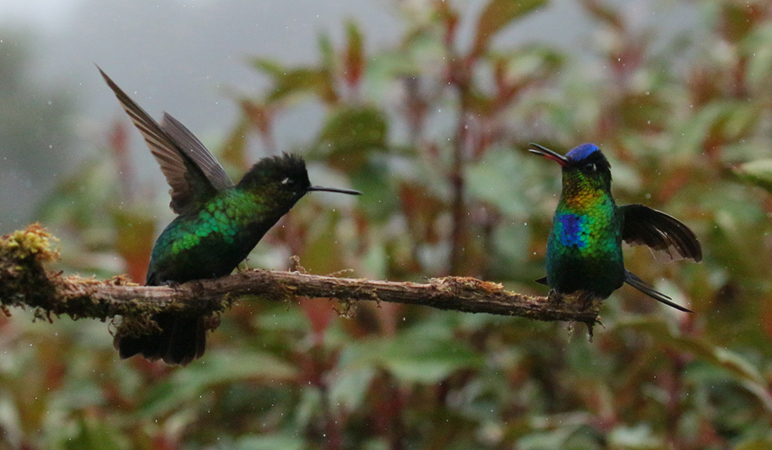 033 Fiery Throated Hummingbird 70D8336