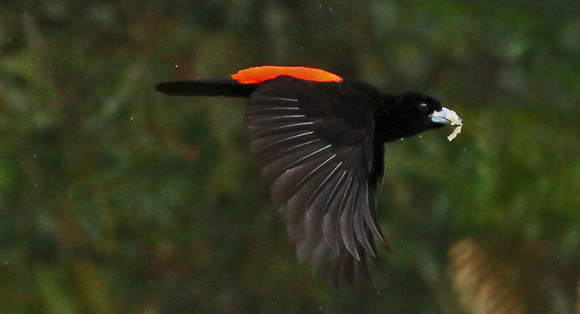 034 Passerini's Tanager 70D8089