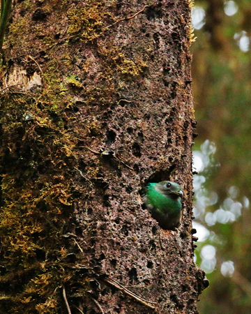 035 Female Resplendent Quetzal 70D8373