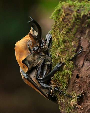 043 Rhinoceros Beetle 70D8853