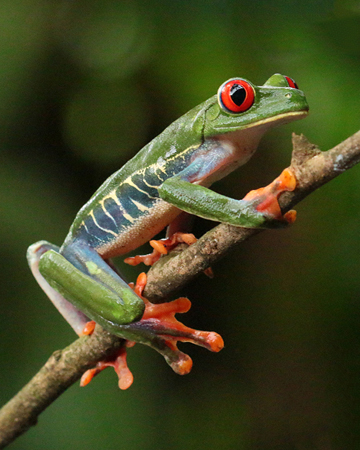 044 Red-eyed Tree Frog 70D8808