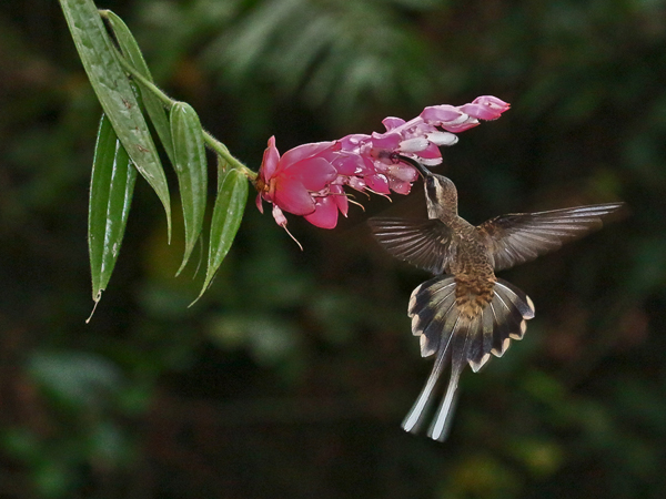 046 Long-billed Hermit 70D8878