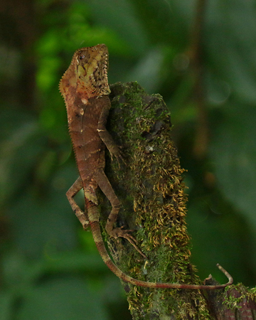 049 Casquehead Lizard 70D8699