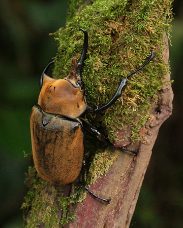 054 Rhinoceros Beetle 70D8838