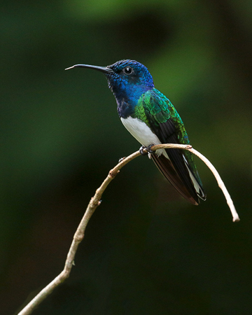 055 White-necked Jacobin 70D8434