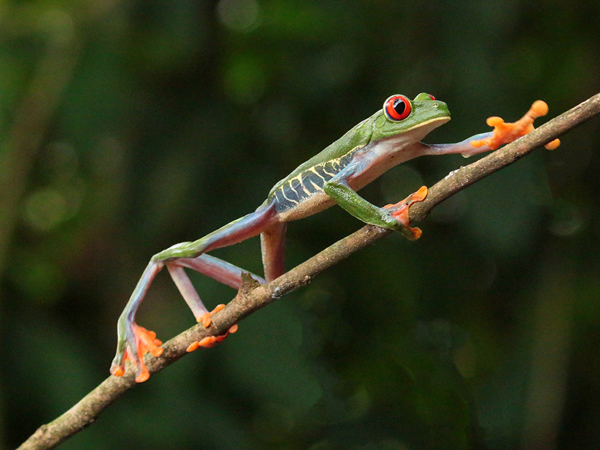 056 Red-eyed Tree Frog 70D8787