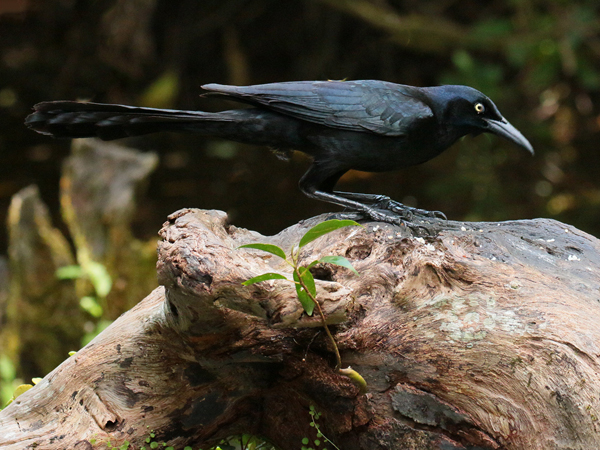 058 Great-tailed Grackle 70D8564