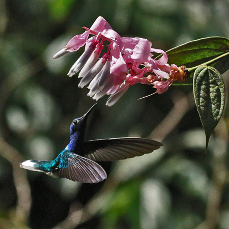 059 White-necked Jacobin 70D8463