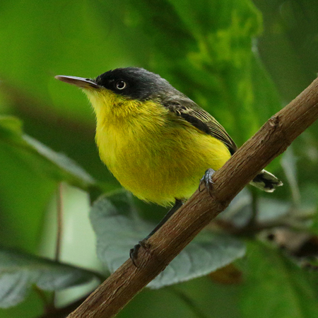 062 Black-headed Tody-Flycatcher 70D9674