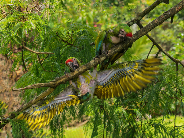 068 Green-lored Parrot 70D9346