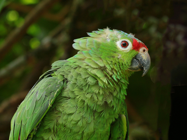 069 Orange-fronted Parakeet 70D9340