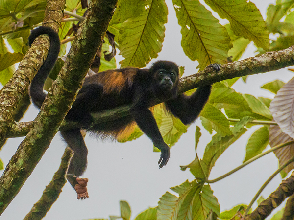 071 Howler Monkey 80D0018