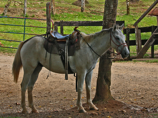 074 Caballo 70D9189