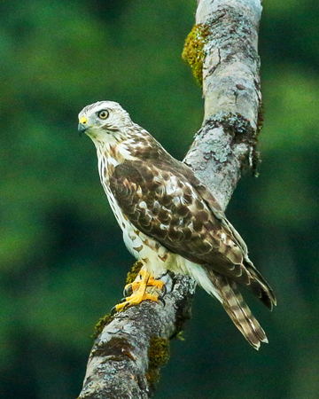 075 Broad-winged Hawk 70D9697