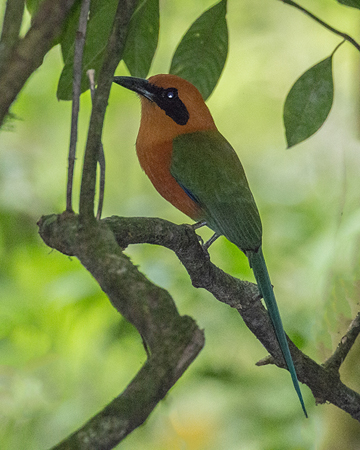 076 Rufous Motmot 70D9707