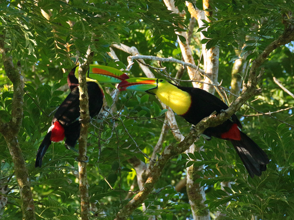 080 Keel-billed Toucans 70D9006