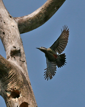 081 Black-cheeked Woodpecker 70D9173