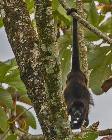 085 Howler Monkey 80D0001