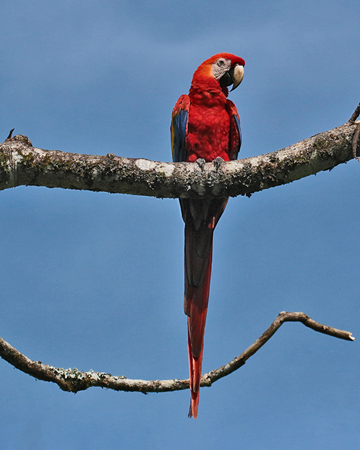 088 Scarlet Macaw 70D9103