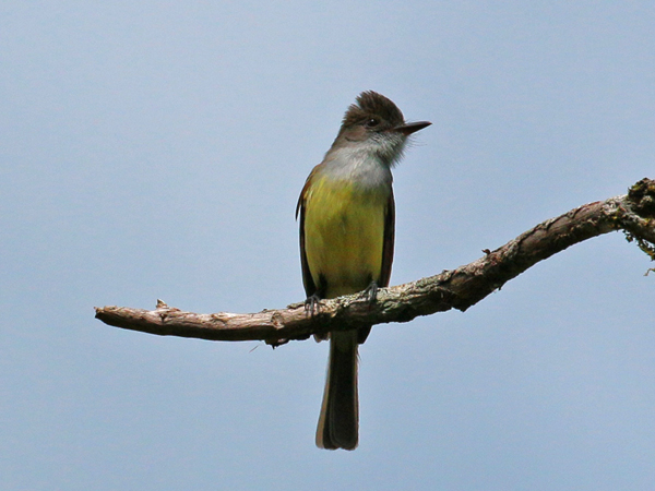 090 Dusky-capped Flycatcher 70D9331