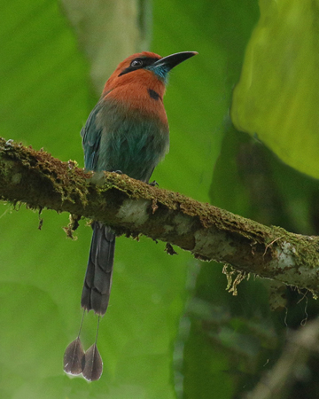 092 Rufous Motmot b 70D9947