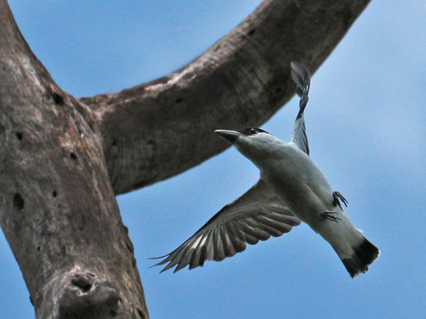 095 Black-crowned Tityra 70D9402