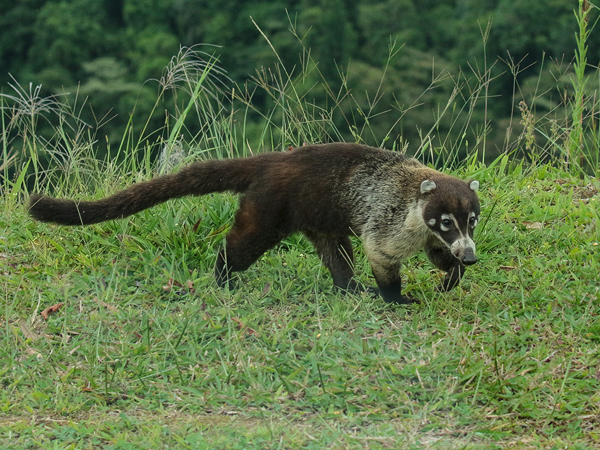 098 Coati 70D9559