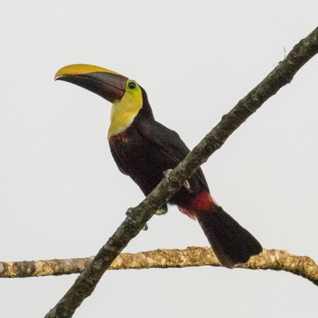 100 Black-mandibled Toucan 70D9722