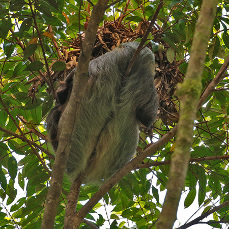 102 Sloth Sleeping 70D9753