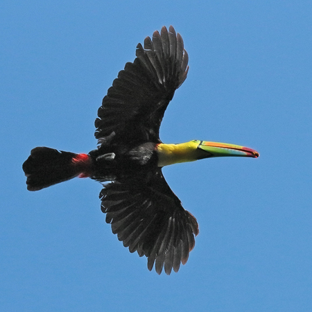 103 Keel Billed Toucan 70D9892