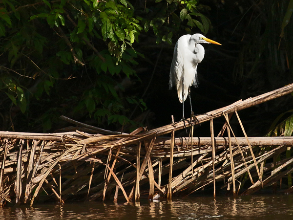 111 Great Egret 80D0117