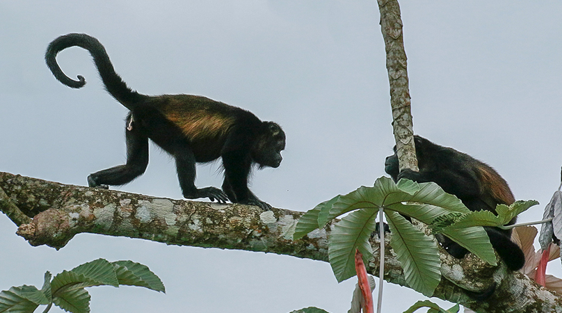 112 Howler Monkeys 80D0004