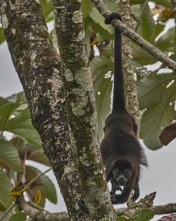 114 Howler Monkey 80D0001